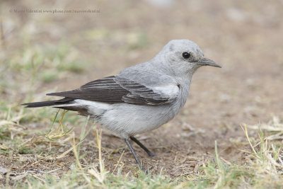 Mountain chat - Oenanthe monticola