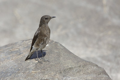 Mountain chat - Oenanthe monticola