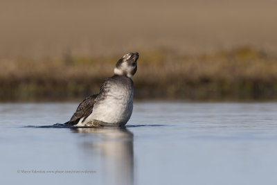 Long-tailed duck - Clangula hyemalis