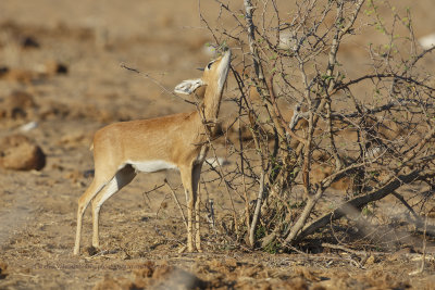 Steenbok - Raphicerus campestris