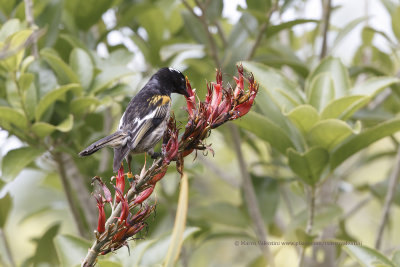 Stitchbird - Notiomystis cincta