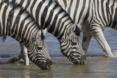 Plain Zebra - Equus quagga