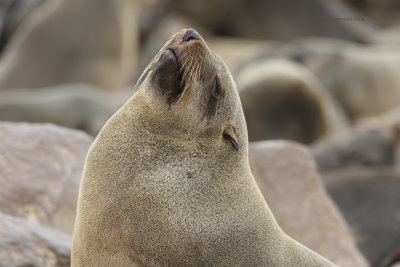 Cape Fur Seal - Arctocephalus pusillus