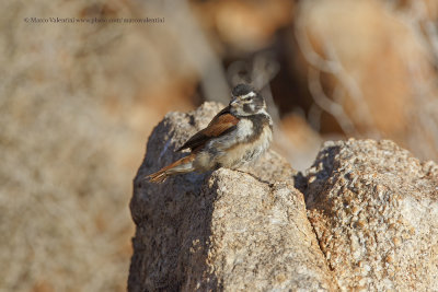 Black-headed canary - Serinus alario