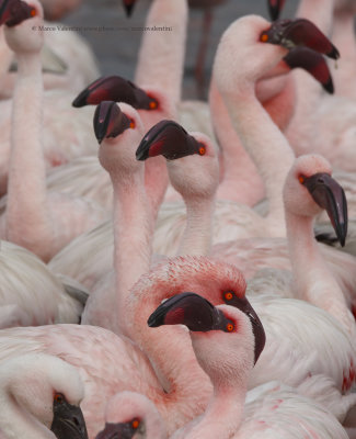 Lesser Flamingo - Phoeniconaias minor