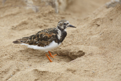 Turnstone - Arenaria interpres