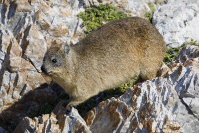 Rock Hyrax - Procavia capensis