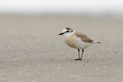 White-fronted Plover - Charadrius marginatus