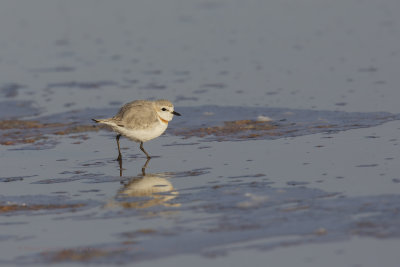 Chestnut-banded Plover - Charadrius pallidus