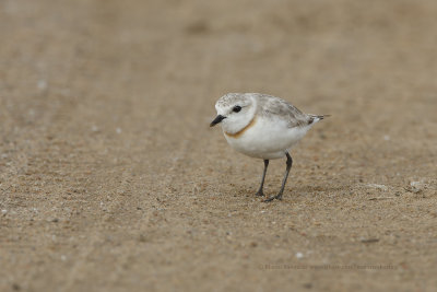 Chestnut-banded Plover - Charadrius pallidus