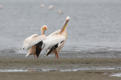 White Pelican - Pelecanus onocrotalus