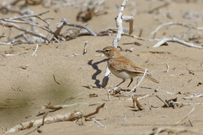 Dune Lark - Calendulauda erythrochlamys