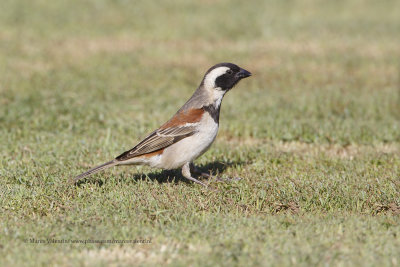 Cape Sparrow - Passer melanurus