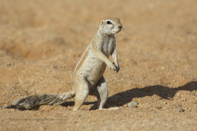 Cape Ground squirrel - Xerus inauris