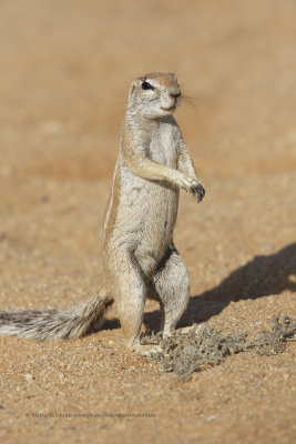 Cape Ground squirrel - Xerus inauris