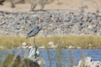 Goliath Heron - Ardea goliath