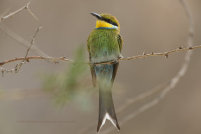 Swallow-tailed Bee-eater - Merops hirundineus