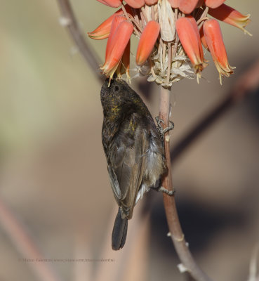 Dusky Sunbird - Cinnyris fuscus