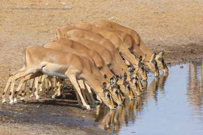 Black-faced Impala - Aepyceros petersi