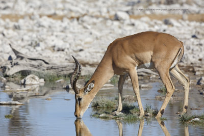  Black-faced Impala - Aepyceros petersi