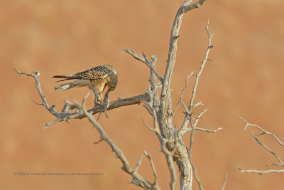 Greater Kestrel - Falco rupicoloides