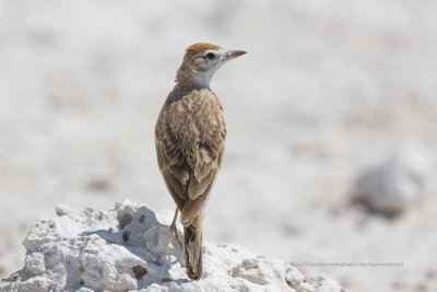 Red-capped Lark - Calandrella cinerea