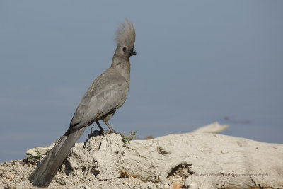 Grey Go-away Bird - Corythaixoides concolor