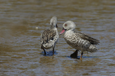 Cape Teal - Anas capensis