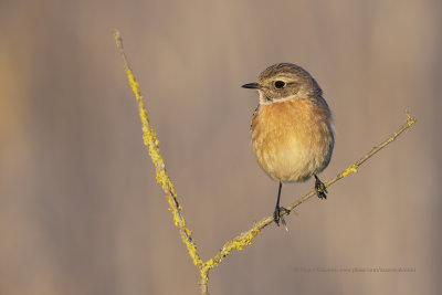 Eurasian Stonechat - Saxicola rubicola