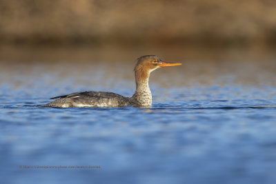 Red-breasted Merganser - Mergus serrator