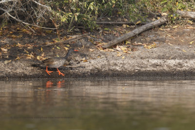 African finfoot - Podica senegalensis