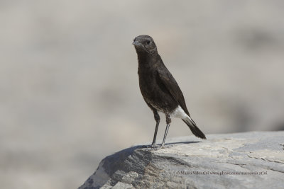 Mountain chat - Oenanthe monticola