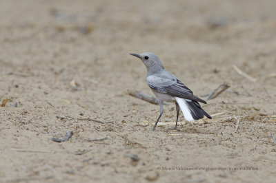 Mountain chat - Oenanthe monticola