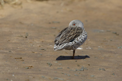 Cape Teal - Anas capensis