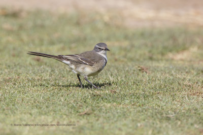 Cape wagtail - Motacilla capensis