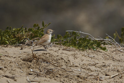 Dune Lark - Calendulauda erythrochlamys