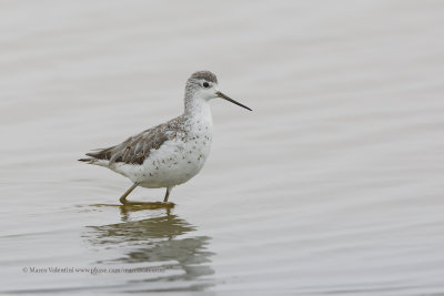 Marsh sandpiper - Tringa stagnatilis