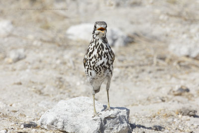 Groundscraper Thrush - Psophocichla litsitsirupa