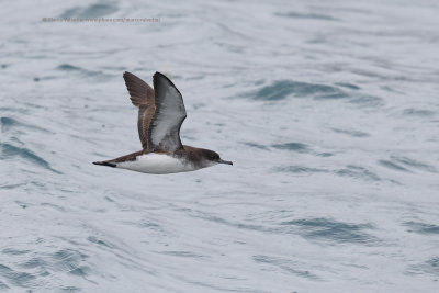 Fluttering shearwater - Puffinus gavia