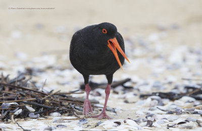 Variable oystercarcher - Haematopus unicolor