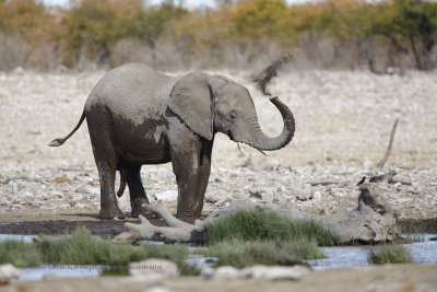 African Elephant - Loxodonta africana