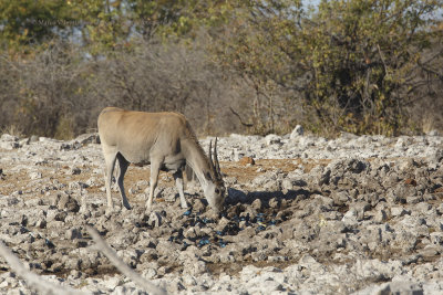 Cape Eland - Taurotragus oryx