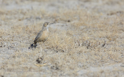 Spike-heeled lark - Chersomanes albofasciata