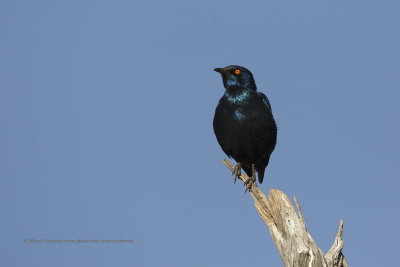 Cape glossy starling - Lamprotornis nitens