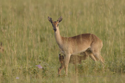 Oribi - Ourebia oribi