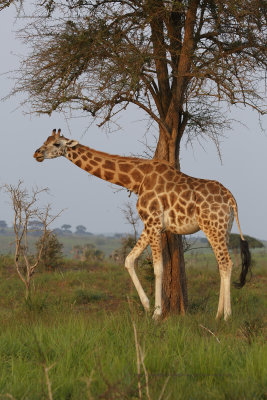 Nubian giraffe - Giraffa camelopardalis rotschildi