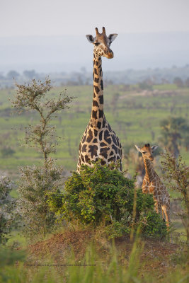 Nubian giraffe - Giraffa camelopardalis rotschildi