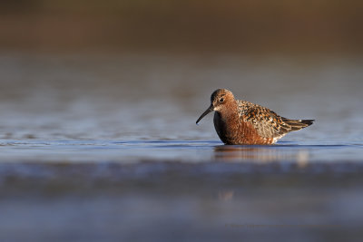 Curlew Sandpiper - Calidris ferruginea