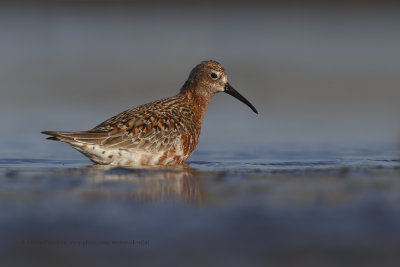 Curlew Sandpiper - Calidris ferruginea