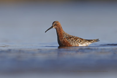 Curlew Sandpiper - Calidris ferruginea